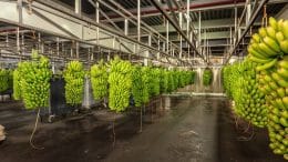 Platanos - Bio-Banane