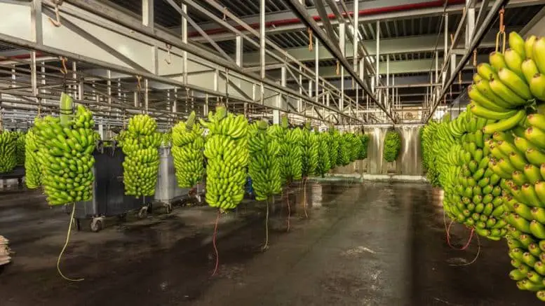 Platanos - Bio-Banane