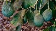 Frucht - Avocado