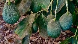 Frucht - Avocado