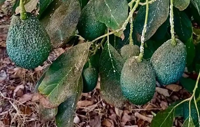 Frucht - Avocado