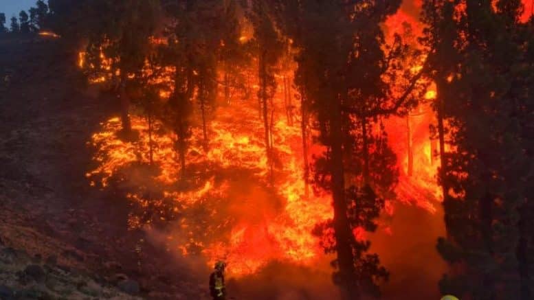 Feuer - Waldbrand