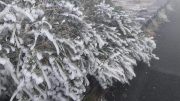 Roque - Frost