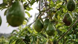aguacate - Avocado
