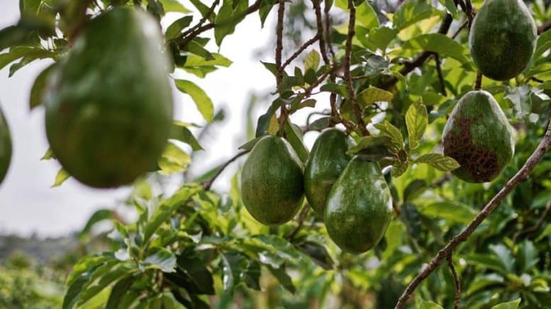 aguacate - Avocado