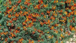 Endemische Pflanze - Lotus gomerythus