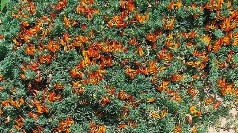 Endemische Pflanze - Lotus gomerythus