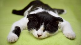 Tierhaltung - Katzen