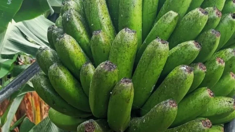 Bananen - Plantagen