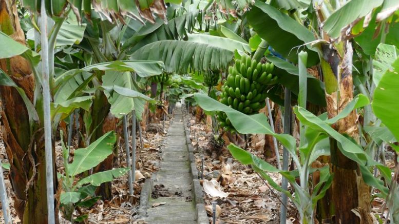 Chiquita